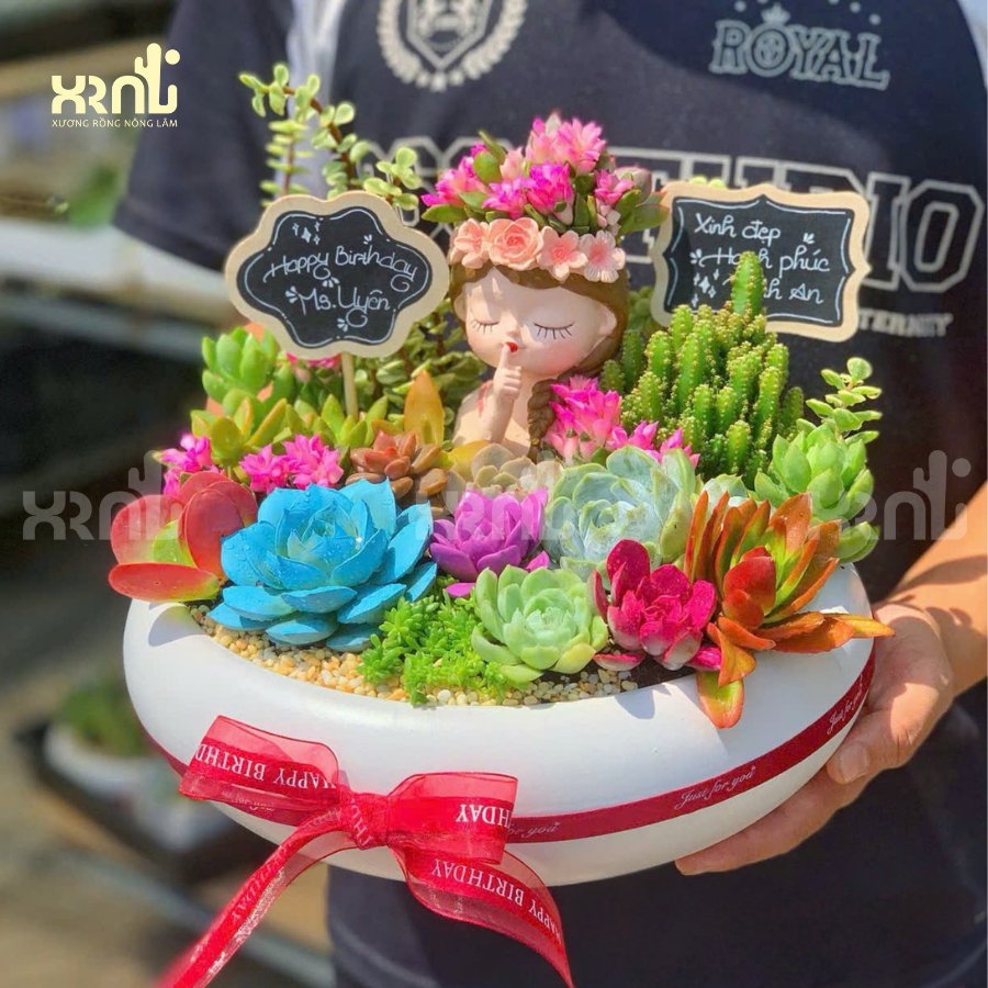 Tiểu cảnh sen đá mix xương rồng chậu tròn to | TC20 3