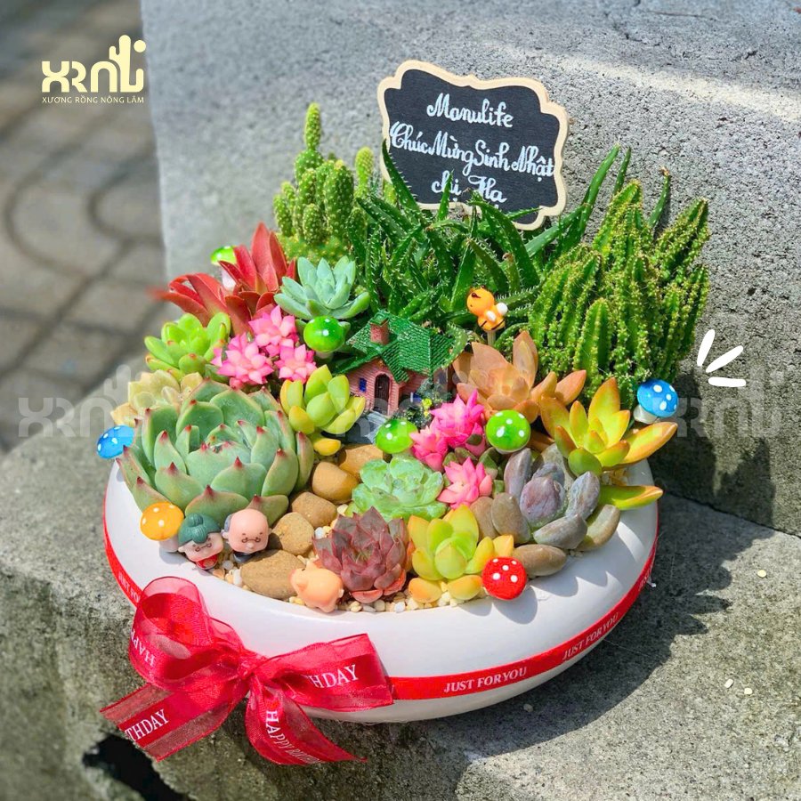 Tiểu cảnh sen đá mix xương rồng chậu tròn to | TC20 2