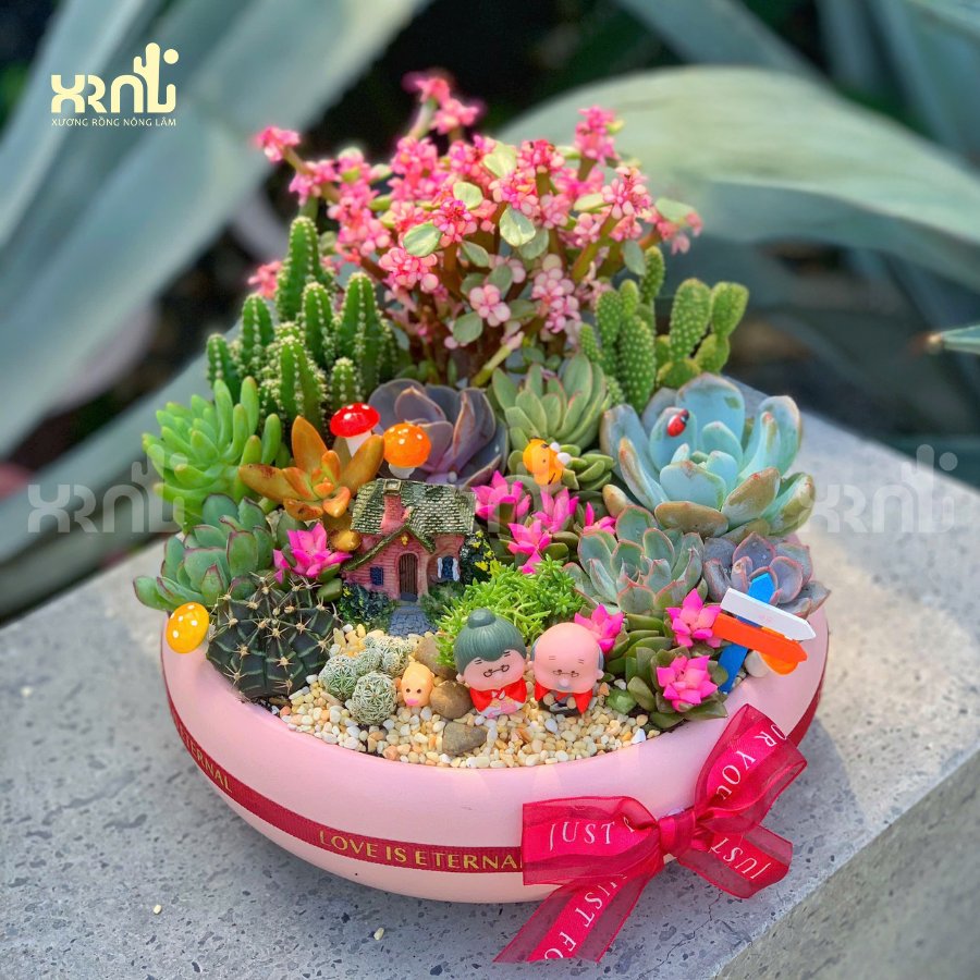 Tiểu cảnh sen đá mix xương rồng nhiều loại độc đáo ấn tượng | TC19 2