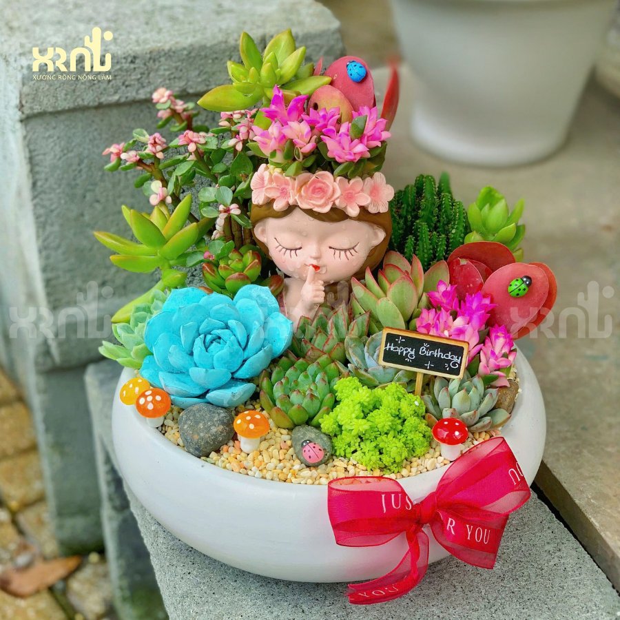 Tiểu cảnh sen đá mix xương rồng nhiều loại độc đáo ấn tượng | TC19