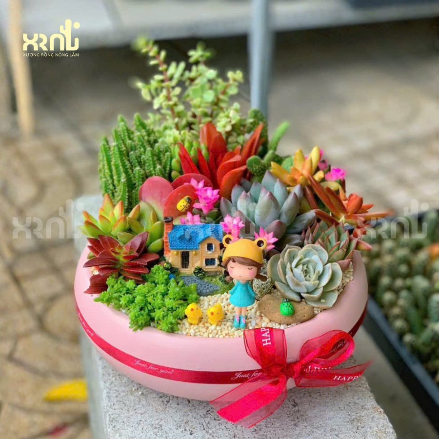 Tiểu cảnh sen đá mix xương rồng nhiều loại độc đáo ấn tượng | TC19 3