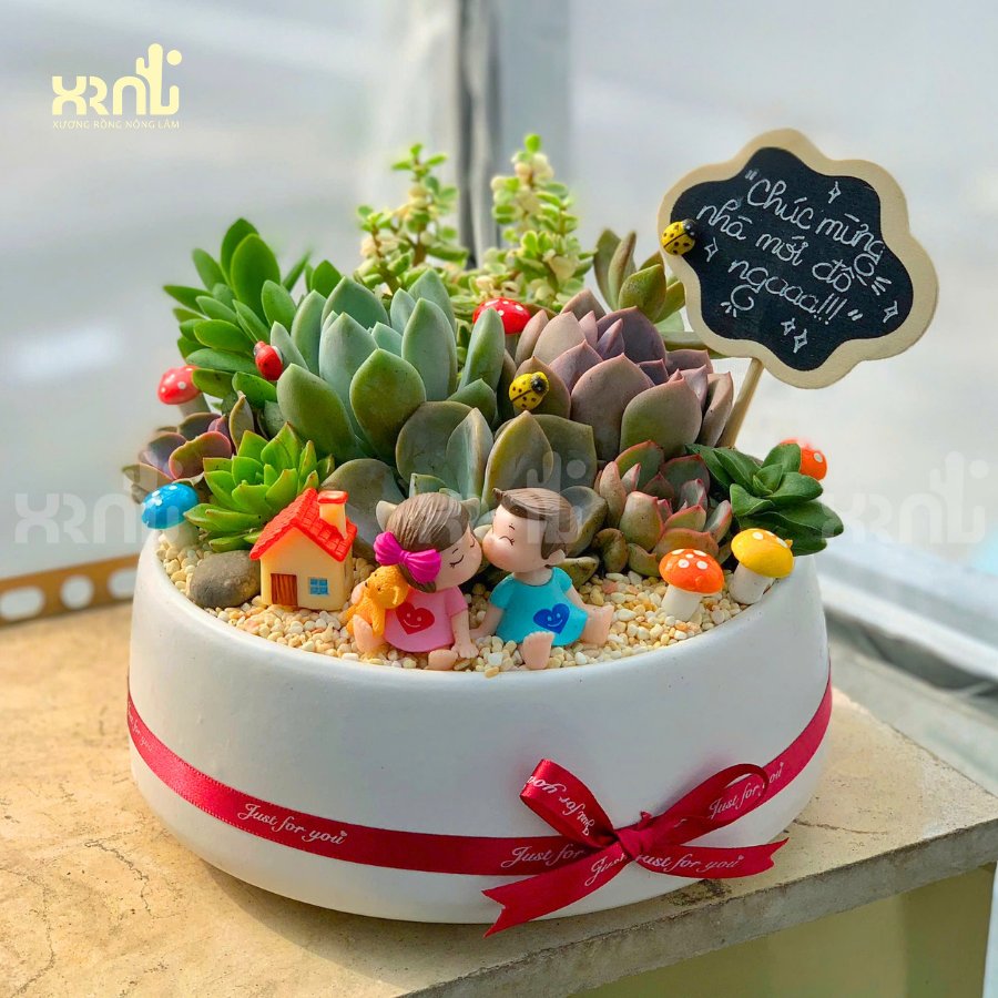 Tiểu cảnh sen đá hồng sao mix thành khu vườn nhỏ rực rỡ | TC18 2