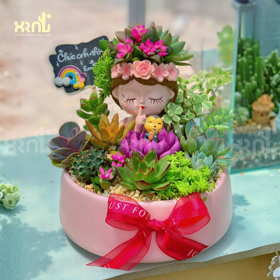 Tiểu cảnh sen đá hồng sao mix thành khu vườn nhỏ rực rỡ | TC18