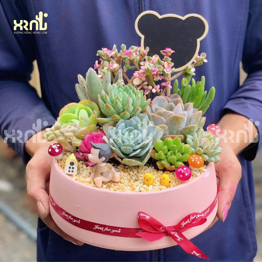 Tiểu cảnh sen đá hồng sao mix thành khu vườn nhỏ rực rỡ | TC18 3