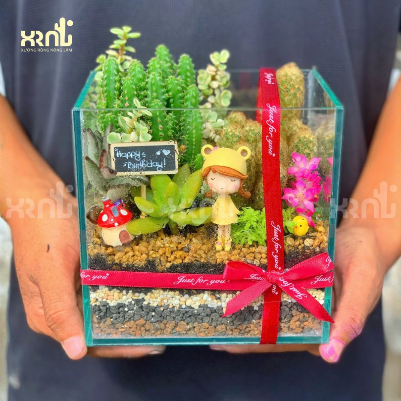 Tiểu cảnh sen đá xương rồng - chậu thuỷ tinh | TC17