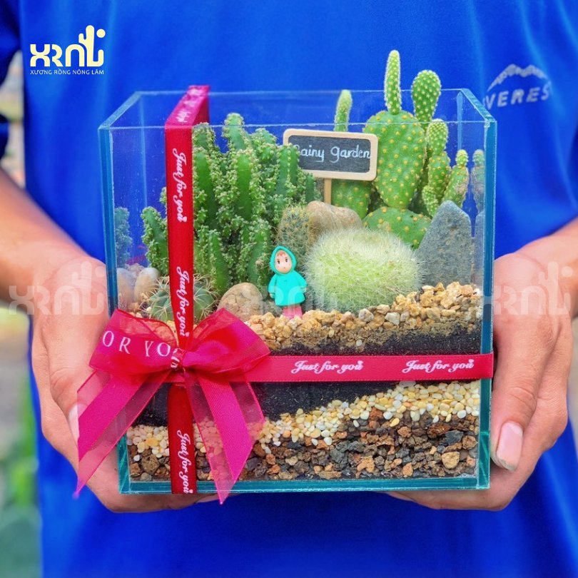 Tiểu cảnh sen đá xương rồng - chậu thuỷ tinh | TC17 2