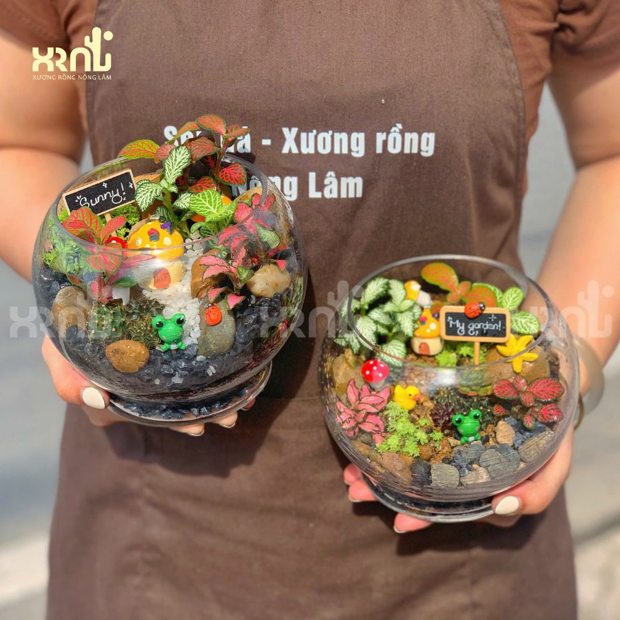 Tiểu cảnh sen đá mix chậu thuỷ tinh tròn ấn tượng | TC16