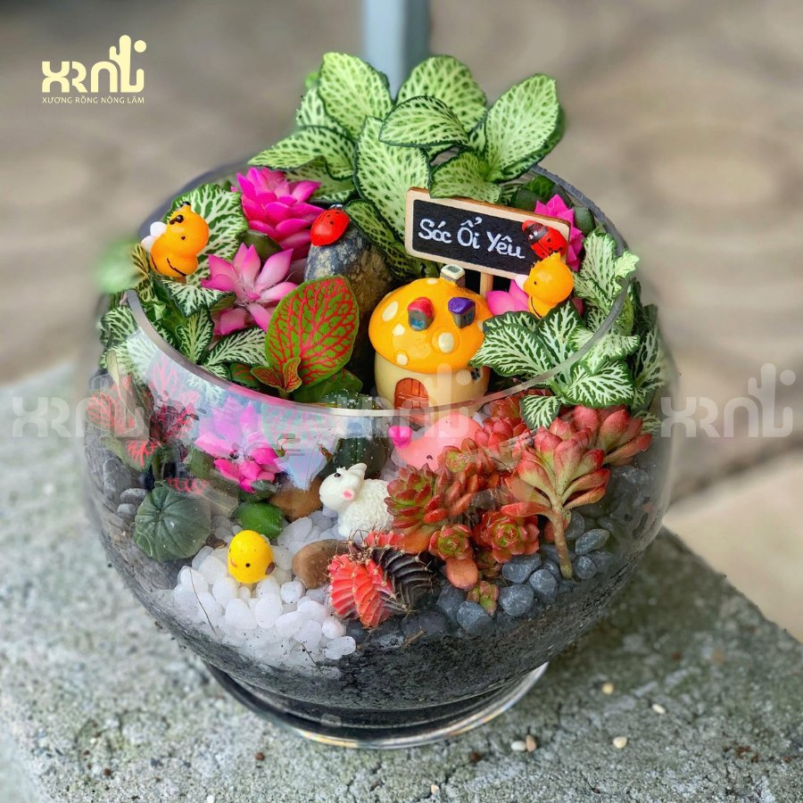 Tiểu cảnh sen đá mix chậu thuỷ tinh tròn ấn tượng | TC16 3