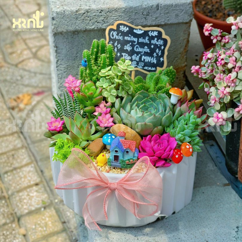 Tiểu cảnh sen đá mix nhiều loại chậu tròn khía kèm nhiều phụ kiện | TC14