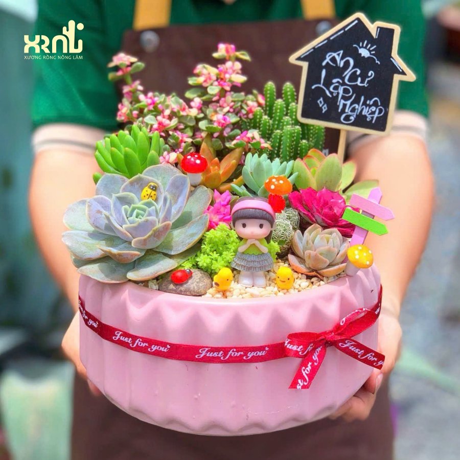 Tiểu cảnh sen đá mix nhiều loại chậu tròn khía kèm nhiều phụ kiện | TC14 2