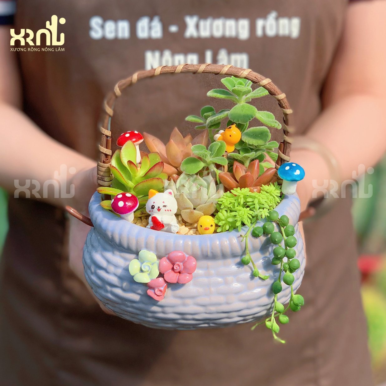 Tiểu cảnh sen đá mix chậu giỏ đáng yêu | TC13