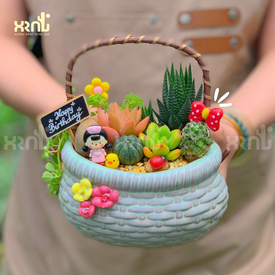 Tiểu cảnh sen đá mix chậu giỏ đáng yêu | TC13 2