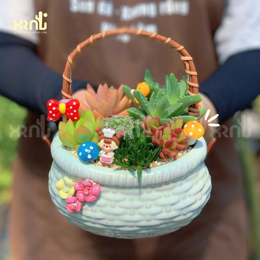 Tiểu cảnh sen đá mix chậu giỏ đáng yêu | TC13 3