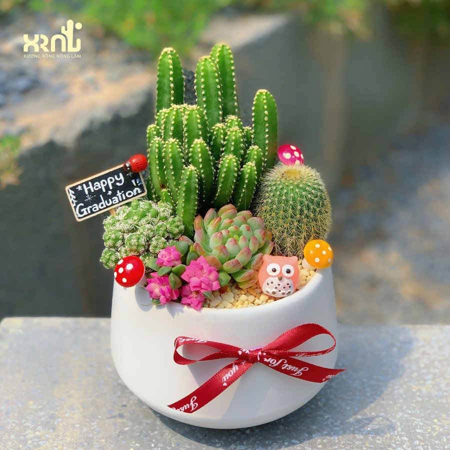 Tiểu cảnh sen đá mix xương rồng siêu đáng yêu | TC12