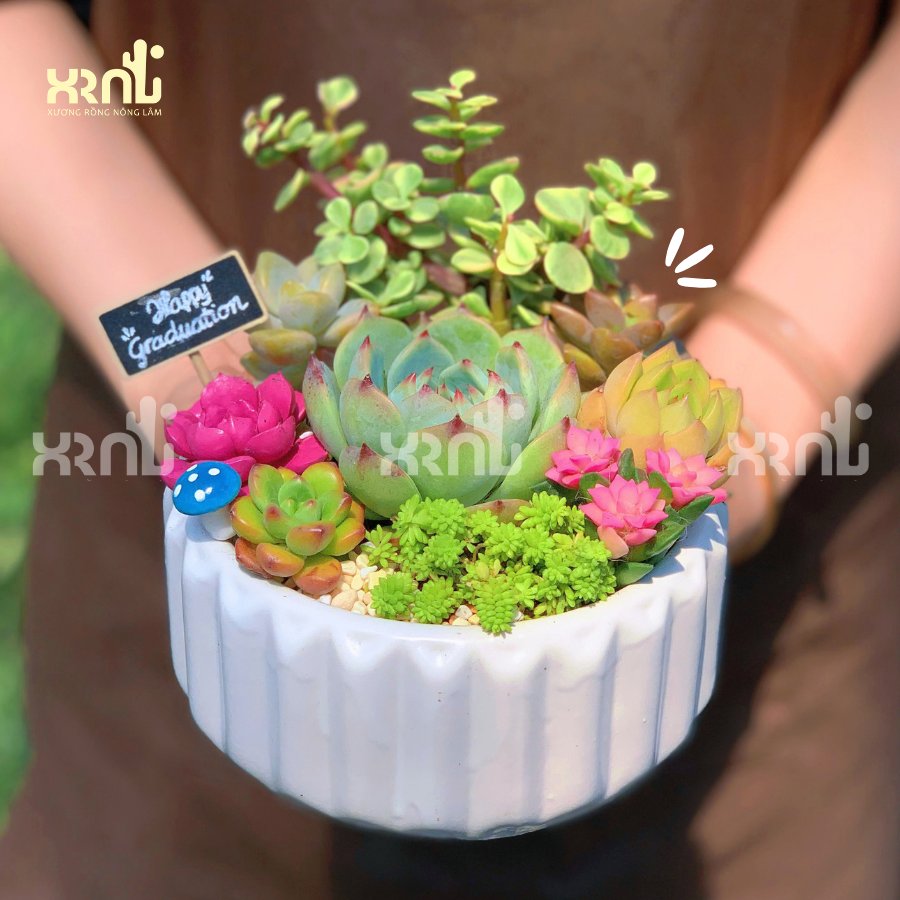 Tiểu cảnh sen đá mix nhiều loại chậu tròn khía | TC11 3