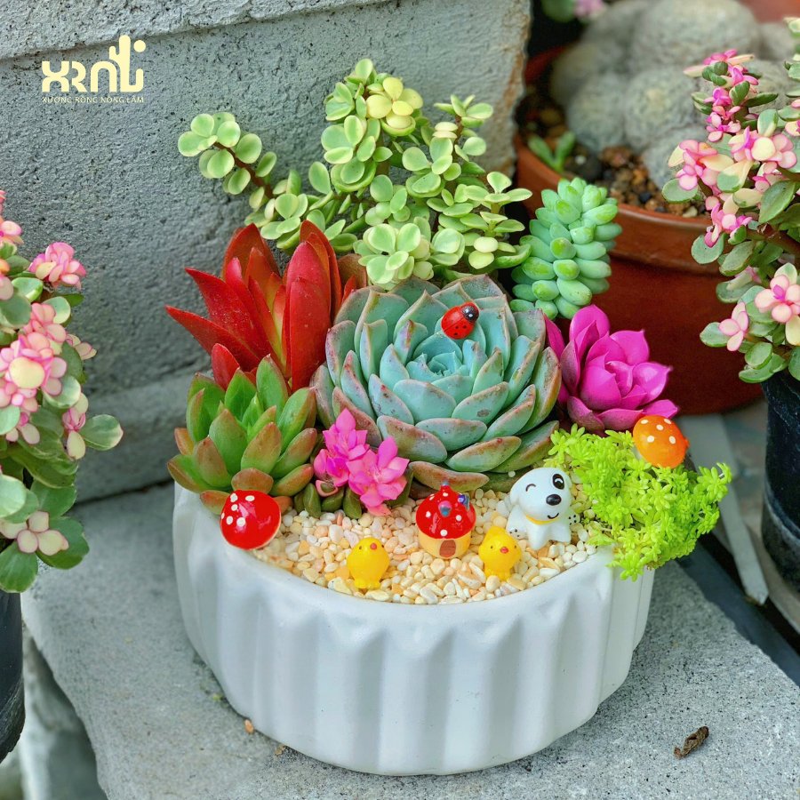 Tiểu cảnh sen đá mix nhiều loại chậu tròn khía | TC11