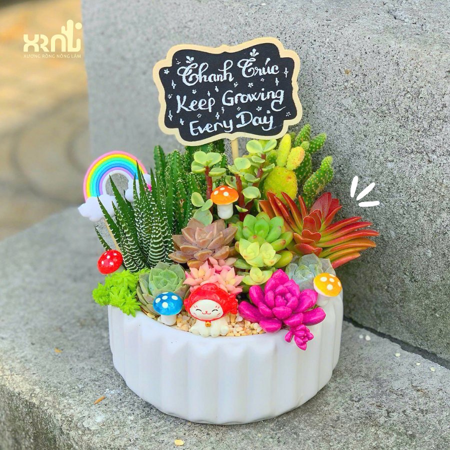 Tiểu cảnh sen đá mix nhiều loại chậu tròn khía | TC11 2