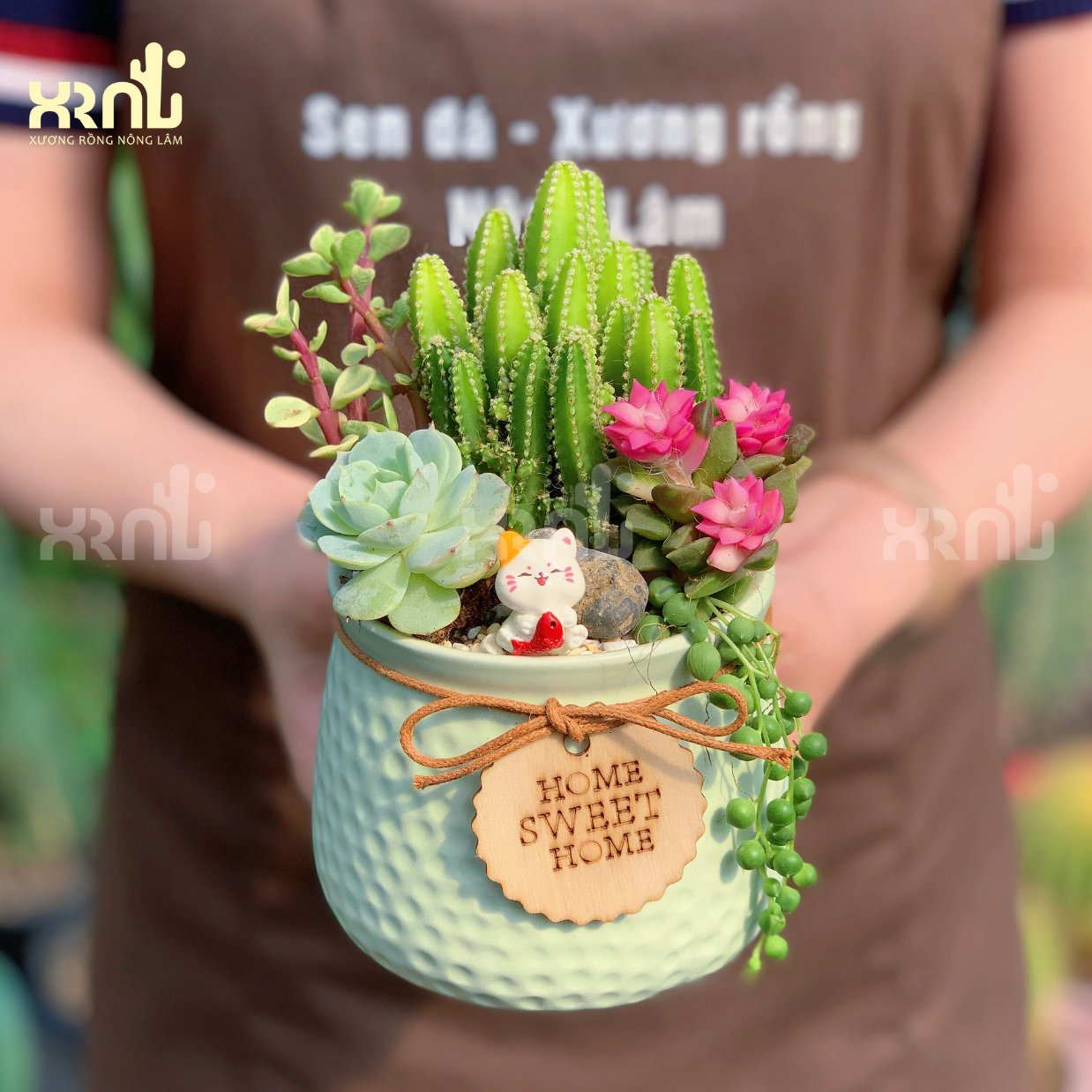 Tiểu cảnh sen đá mix nhiều loại (chậu kiểu kèm dây)  | TC10 2