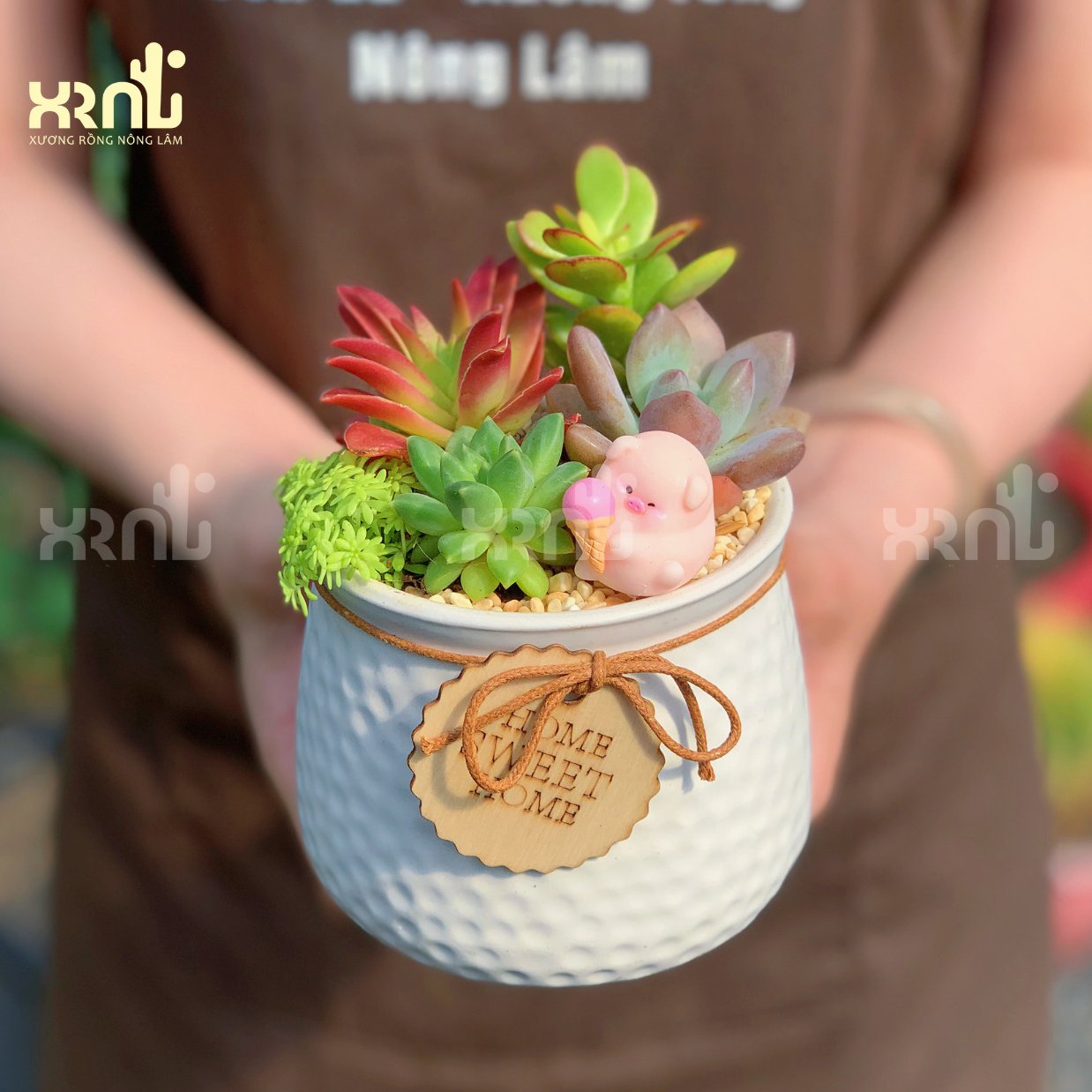 Tiểu cảnh sen đá mix nhiều loại (chậu kiểu kèm dây)  | TC10 3