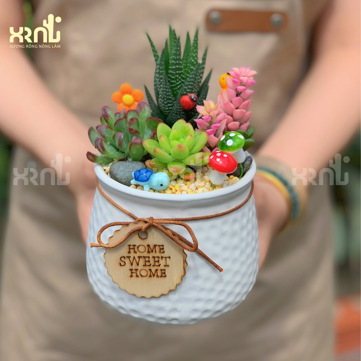 Tiểu cảnh sen đá mix nhiều loại (chậu kiểu kèm dây) | TC10