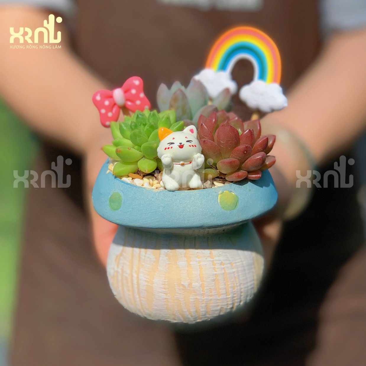 Chậu sen đá hồng sao mix phụ kiện ấn tượng | TC09