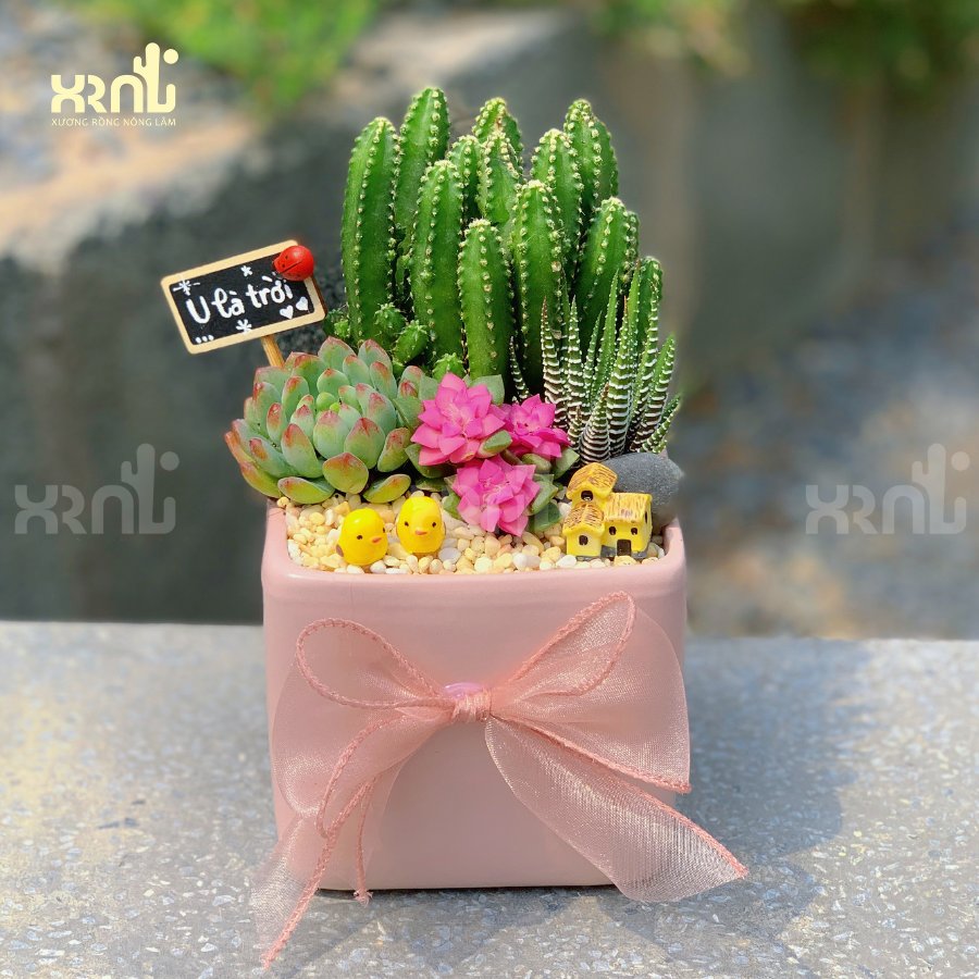 Tiểu cảnh sen đá mix xương rồng - chậu hồng kèm nơ xinh xắn | TC08
