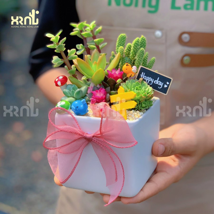 Tiểu cảnh sen đá mix xương rồng - chậu hồng kèm nơ xinh xắn | TC08 3