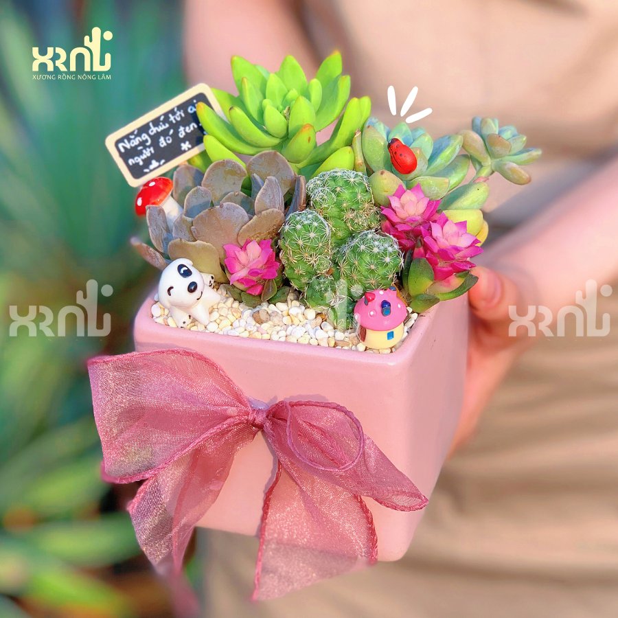 Tiểu cảnh sen đá mix xương rồng - chậu hồng kèm nơ xinh xắn | TC08 2