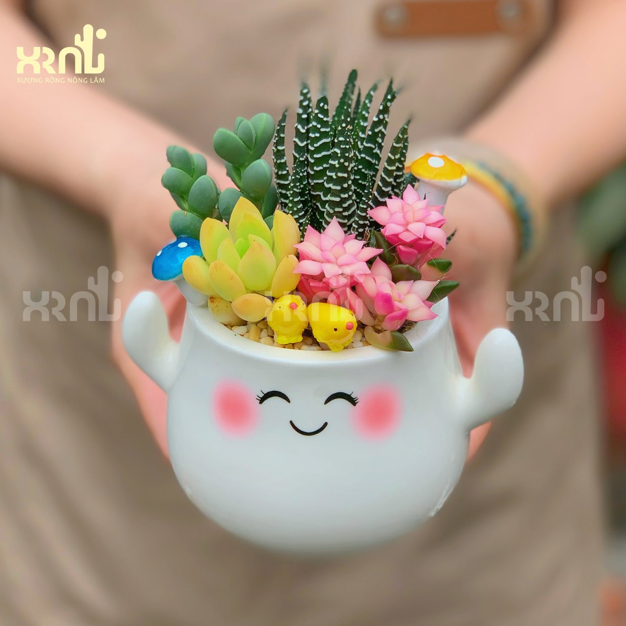 Tiểu cảnh sen đá mix nhiều loại - chậu cảm xúc ngẫu nhiên | TC07 2