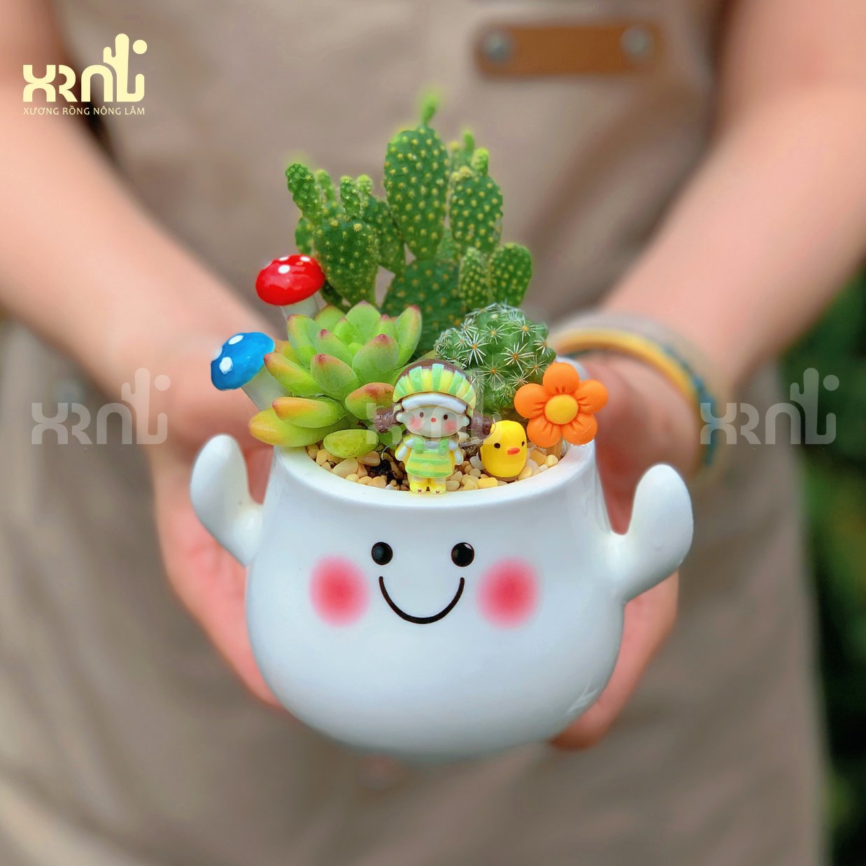 Tiểu cảnh sen đá mix nhiều loại - chậu cảm xúc ngẫu nhiên | TC07