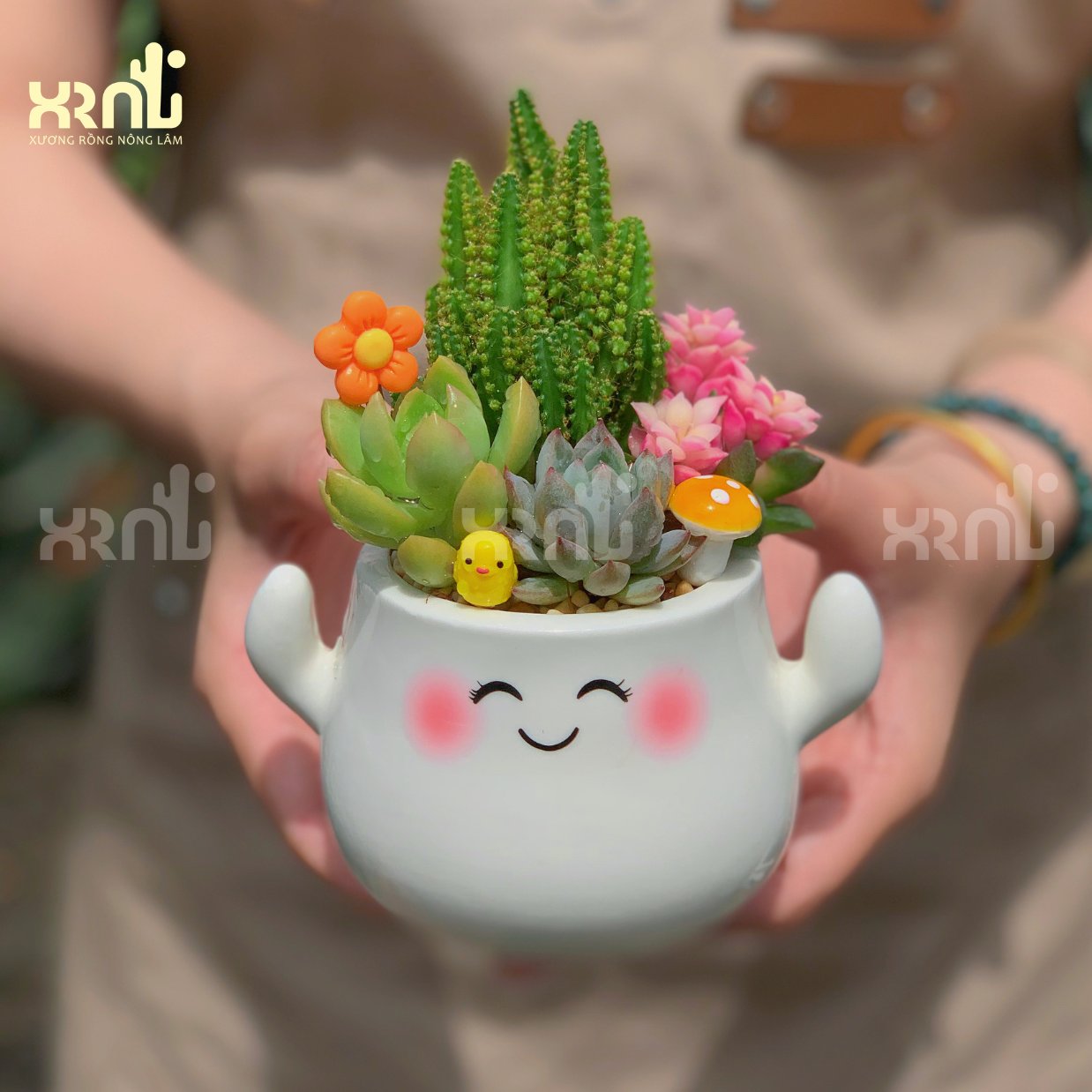Tiểu cảnh sen đá mix nhiều loại - chậu cảm xúc ngẫu nhiên | TC07 3
