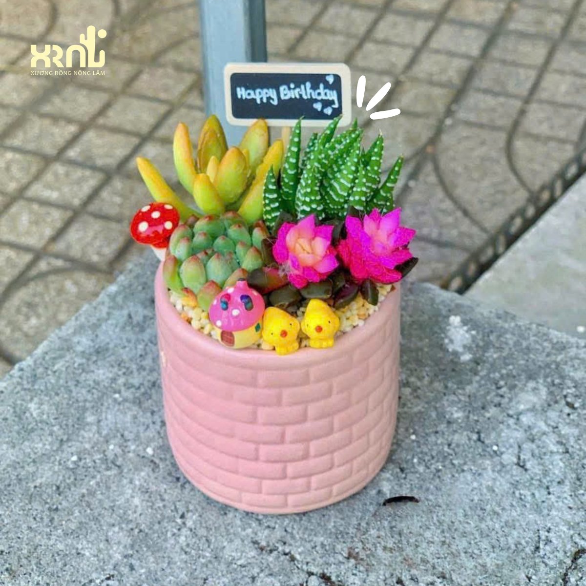 Tiểu cảnh sen đá mix nhiều loại để bàn xinh xắn | TC06 2