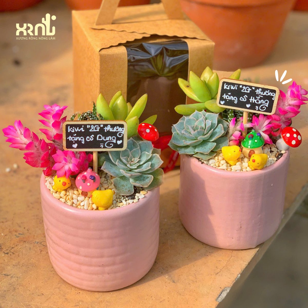 Tiểu cảnh sen đá mix nhiều loại để bàn xinh xắn | TC06