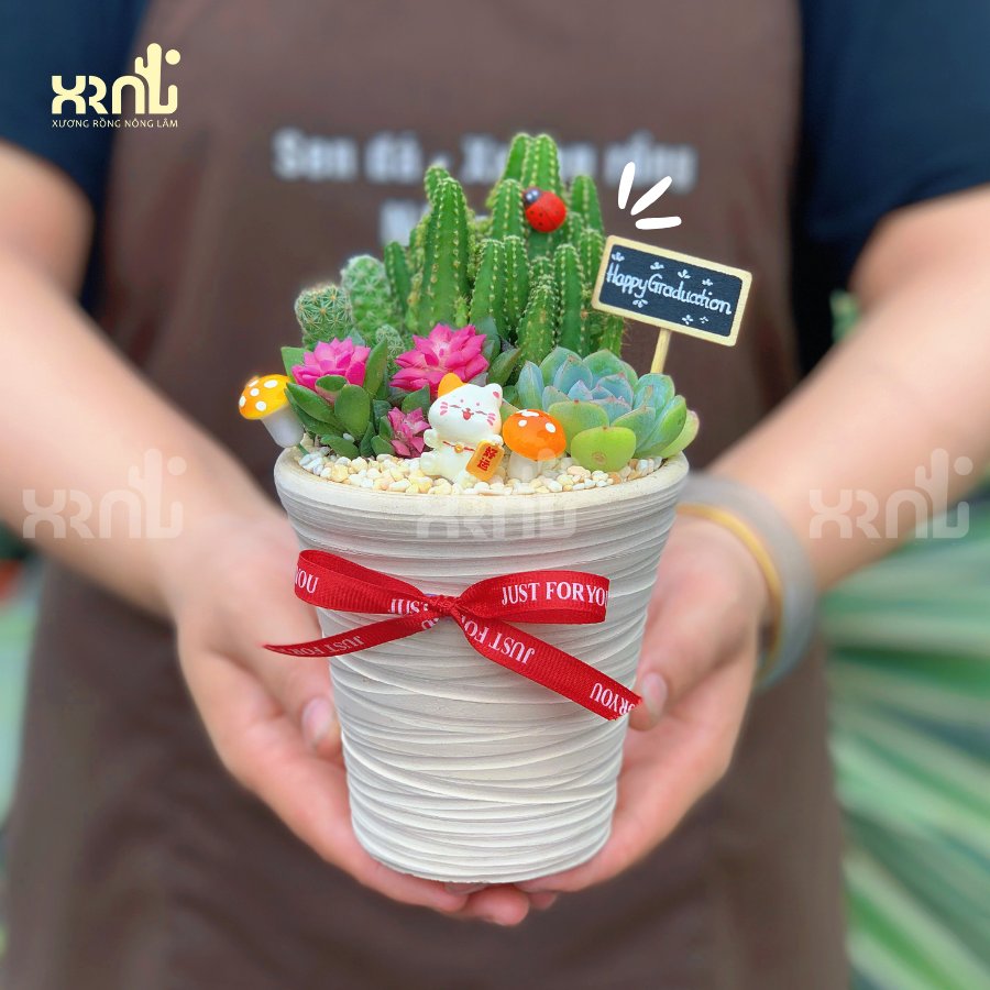 Tiểu cảnh sen đá mix nhiều loại để bàn kèm nơ | TC05