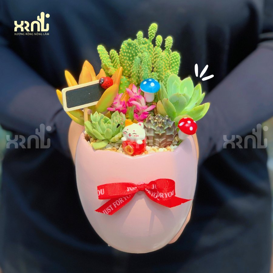 Tiểu cảnh sen đá mix xương rồng | TC03