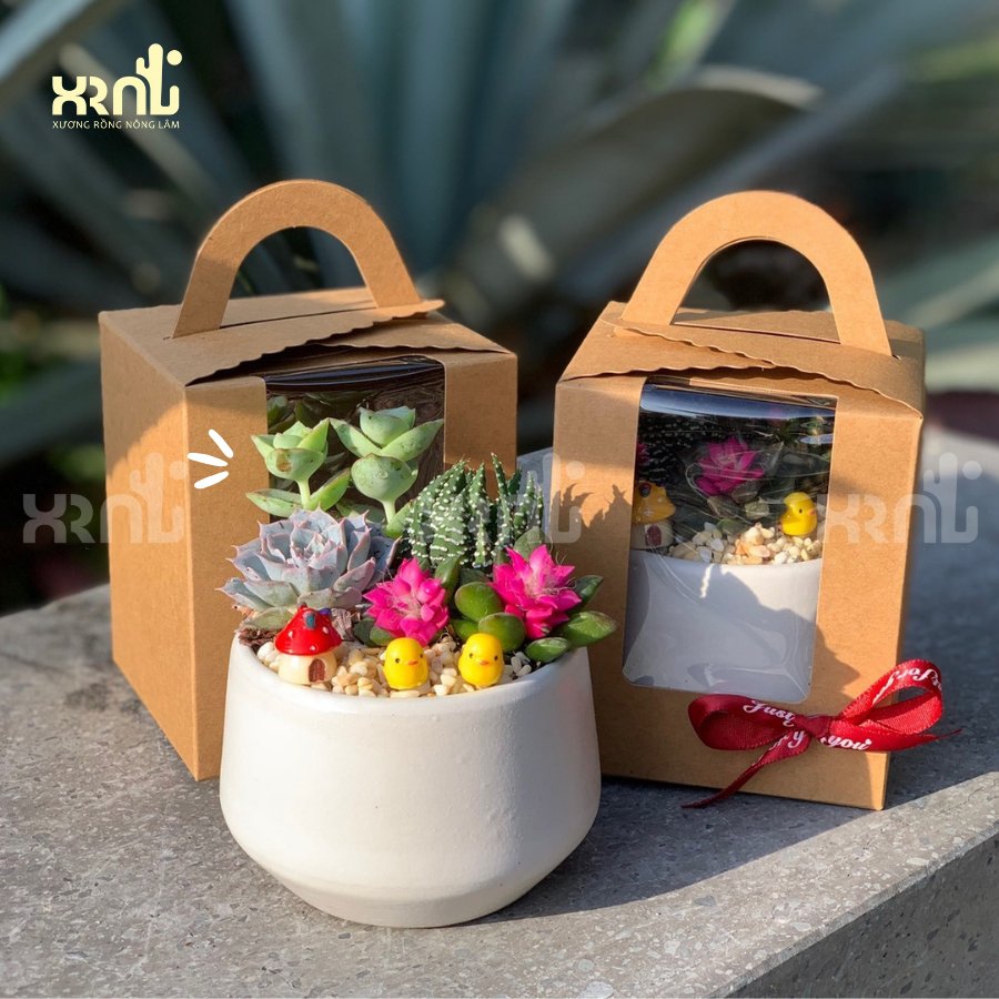 Tiểu cảnh sen đá mix để bàn tinh tế | TC02 3