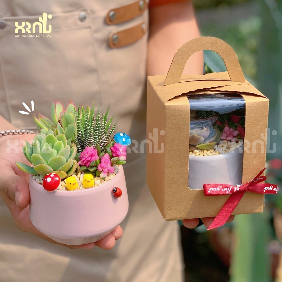 Tiểu cảnh sen đá mix để bàn tinh tế | TC02 2