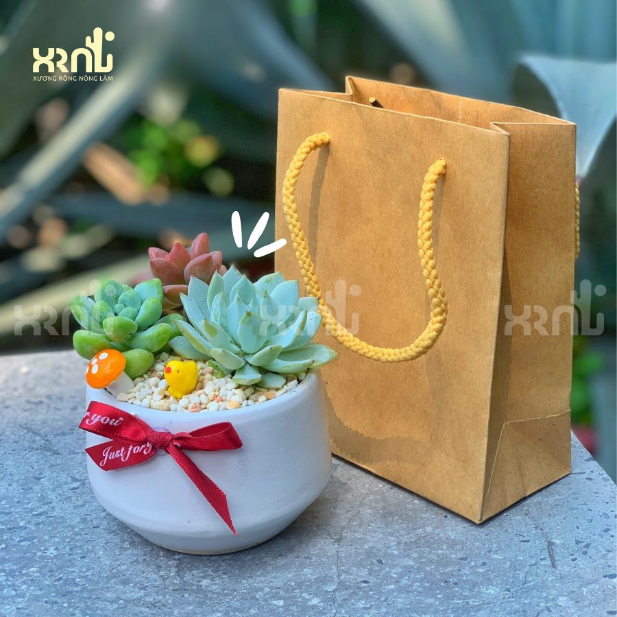Tiểu cảnh sen đá mix để bàn tinh tế | TC02