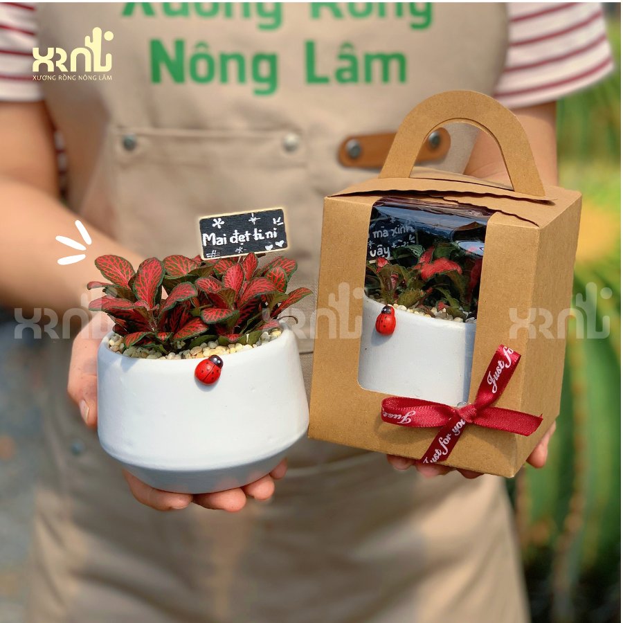 Chậu cây mini để bàn - Lá may mắn nhiều màu sắc | CM01 2