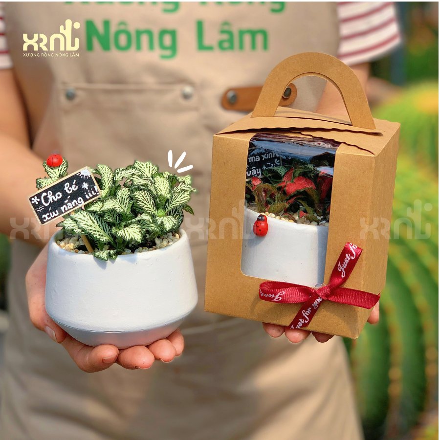 Chậu cây mini để bàn - Lá may mắn nhiều màu sắc | CM01