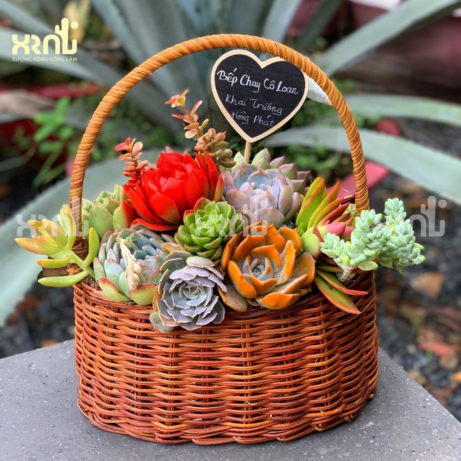 Giỏ hoa sen đá mix nhiều loại dễ thương | GH01 2