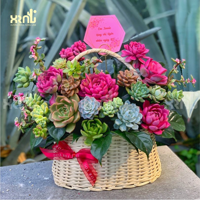 Giỏ hoa sen đá mix nhiều loại dễ thương | GH01
