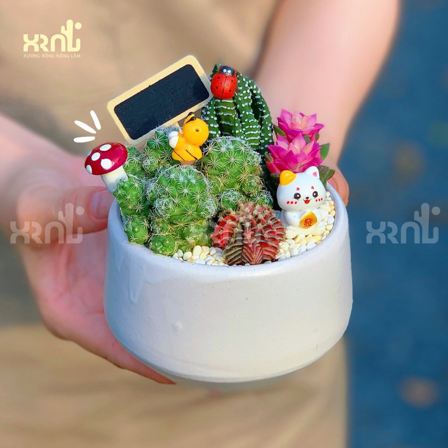 Chậu tiểu cảnh xương rồng mini để bàn dễ chăm | XR01 3