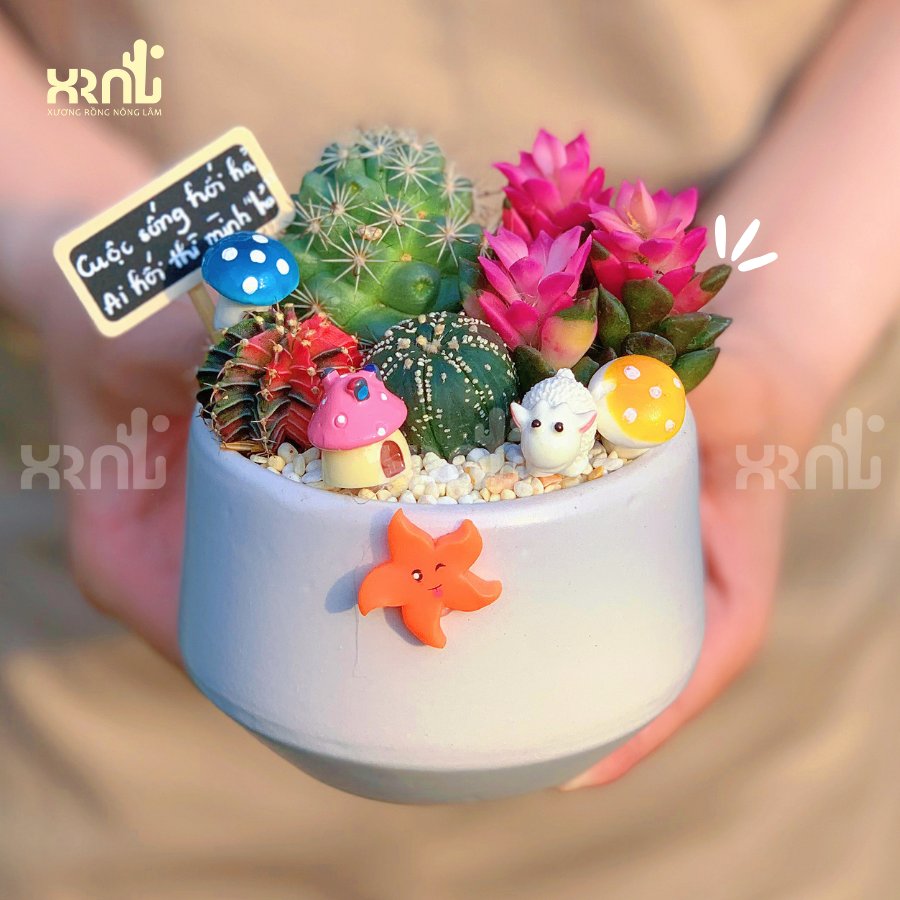 Chậu tiểu cảnh xương rồng mini để bàn dễ chăm | XR01