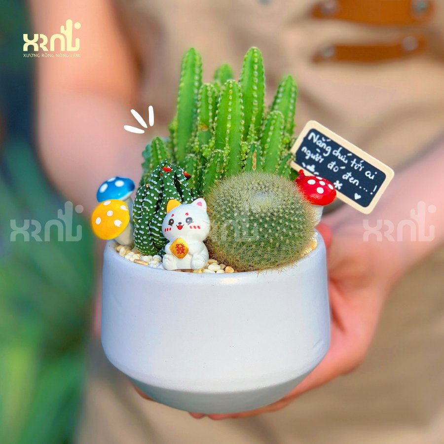 Chậu tiểu cảnh xương rồng mini để bàn dễ chăm | XR01 2