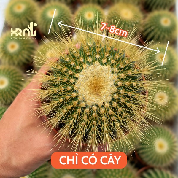 Xương rồng Bóng Vàng – Form tròn đều, gai vàng óng đẹp mắt, dễ chăm - XƯƠNG RỒNG NÔNG LÂM 2