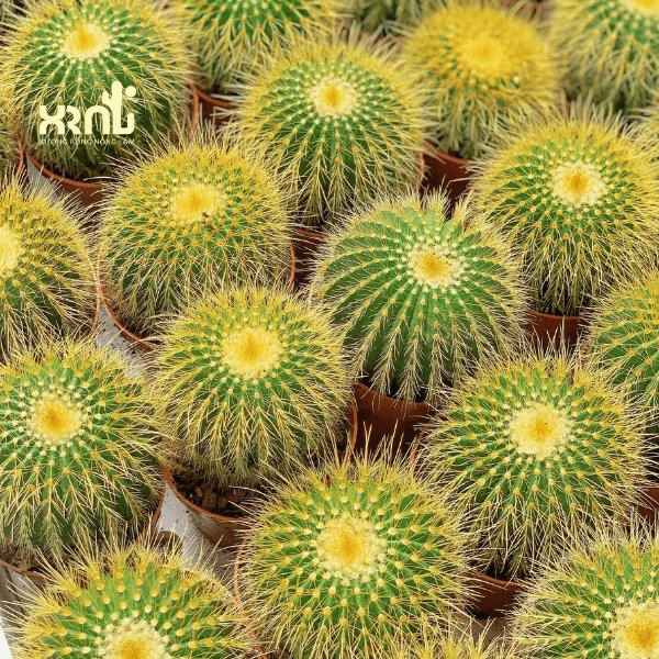 Xương rồng Bóng Vàng – Form tròn đều, gai vàng óng đẹp mắt, dễ chăm - XƯƠNG RỒNG NÔNG LÂM 3
