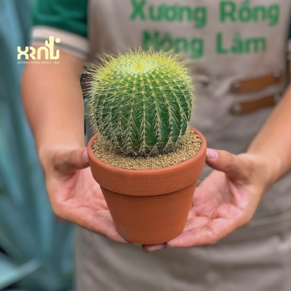 Xương rồng Bóng Vàng – Form tròn đều, gai vàng óng đẹp mắt, dễ chăm - XƯƠNG RỒNG NÔNG LÂM