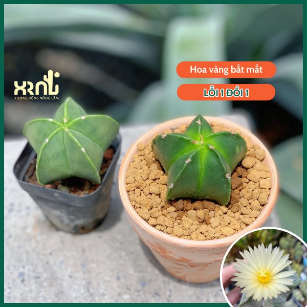 Xương Rồng Astro