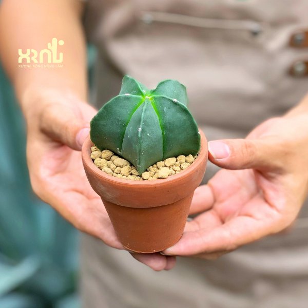 Xương Rồng Astro 2